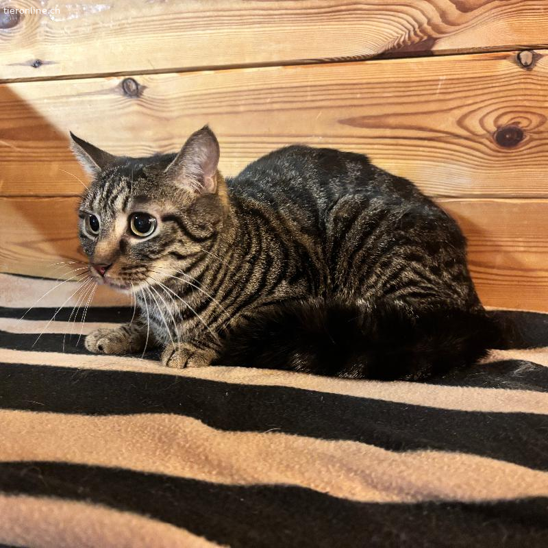 Daisy, Hauskatze – Katze zur Adoption in Zürich (ZH)