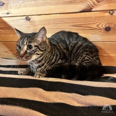 Daisy, Freigängerkatze, zu sanft Erstkatze