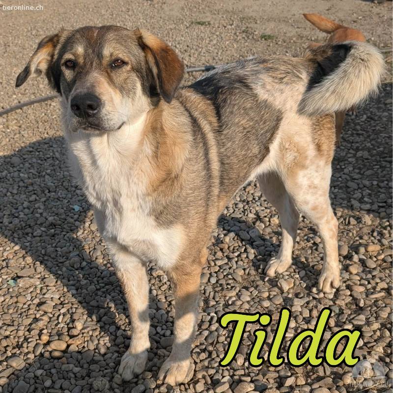 Liebenswerte Tilda sucht ihre Familie