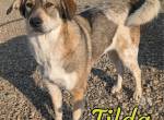 Liebenswerte Tilda sucht ihre Familie