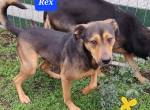 Süsser Rex sucht sein Zuhause
