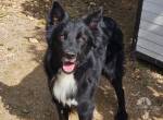 Border Collie Cooper