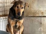Dringend ruhiges Zuhause für Bazi gesucht