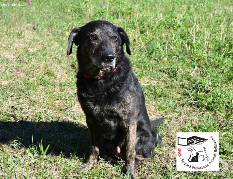 Jack sucht dringend ein Zuhause
