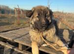 Tilo-2, munterer und neugieriger Vierbeiner