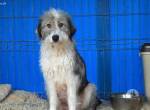 Schüchterne Lykke: Traumhund für geduldige Zweibeiner