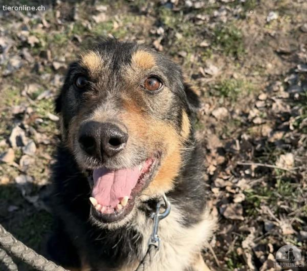 Mirko-5, schüchterner Hundesenior