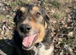 Mirko-5, schüchterner Hundesenior