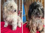 - Notfall - Samu und Ozzy, Puli-Mix, 11 u. 8,5 Jahre, 40 cm