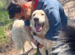 Mesi-6,  liebe, eher ruhige Hundedame