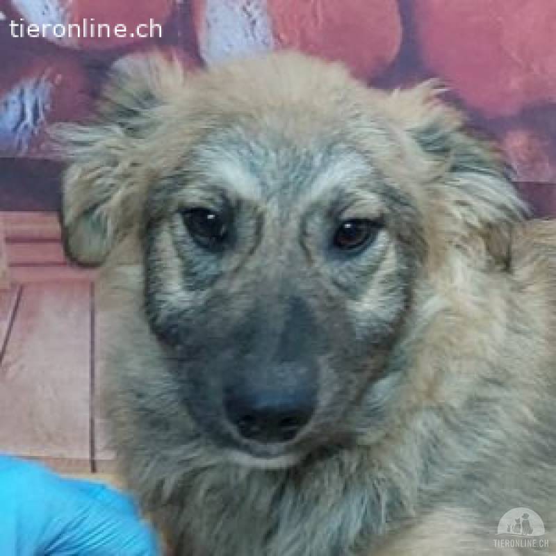 Toby – ein sanfter Schatz sucht ein liebevolles Zuhause