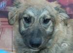 Toby – ein sanfter Schatz sucht ein liebevolles Zuhause