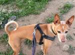 Stich - kleiner Hund mit grossem Herzen sucht sein Glück