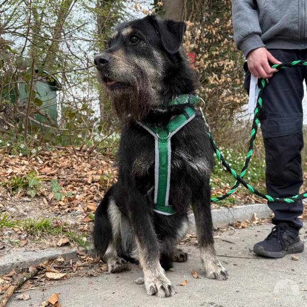 Jambo, braucht hundeerfahrenes und geduldiges Zuhause