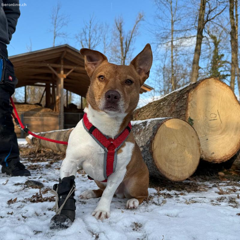 Lucas, Mischling (Jack Russel Terrier) – Hund zur Adoption in Zürich (ZH)