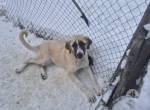 Stattlicher Rüde Harry Pawter mit sanftem Gemüt