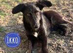 Ikko ein unglücklicher Engel