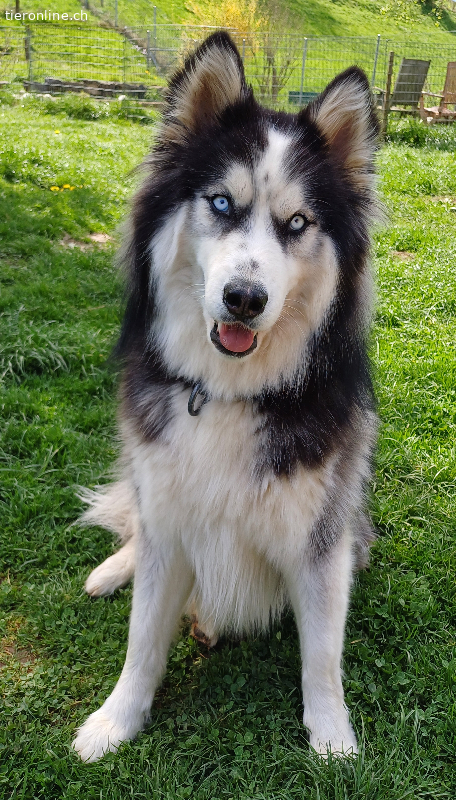 Alarik, Malamute x Siberian Husky – Hund zur Adoption in Charmoille (JU)