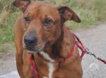 PICUR, freundlicher RIDGEBACK-MIX-RÜDE, CA. 9J., 57CM, 36KG