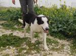 Felix - perfekter Familienhund