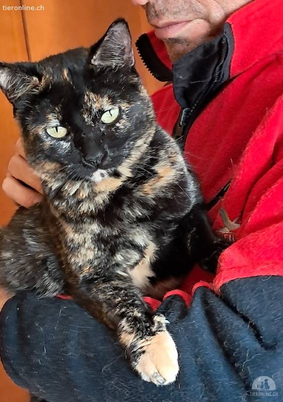 Lapka – aparte Tabbi-Katze