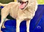Junghund Josh, Frohnatur sucht Zuhause