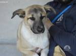 Quivira - Kleines Hundekind, was nun?