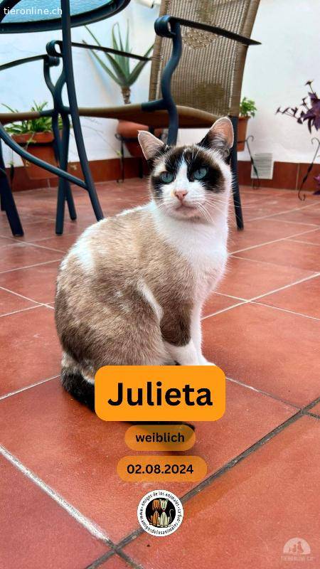 Wunderschöne Julieta: Anhängliche Katze sucht Daheim in Wohnungshaltung