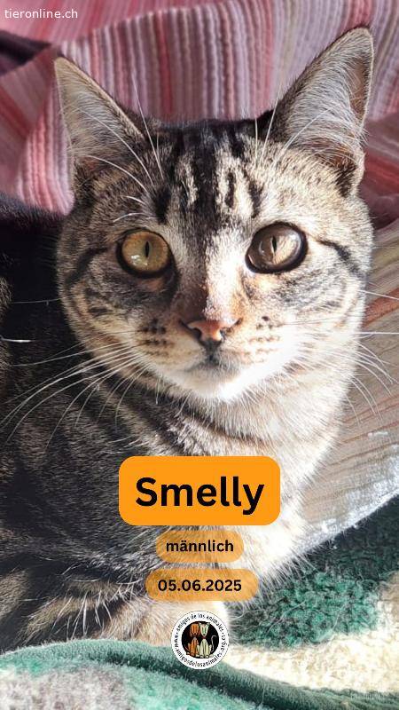 Smelly, m./kastr., geb. 06/2025, gern zu anderen Katzen und/oder Tieren, auch Hunde