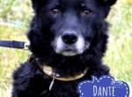 Dante möchte nur geliebt werden