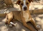 Junghund Buddy