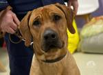 Ridgeback Prachtkerl Scooby sucht neues Zuhause