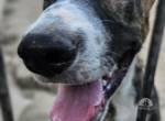 Buddy sucht seine Familie
