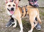 Traurige Anna sucht ein Zuhause in CH/AT