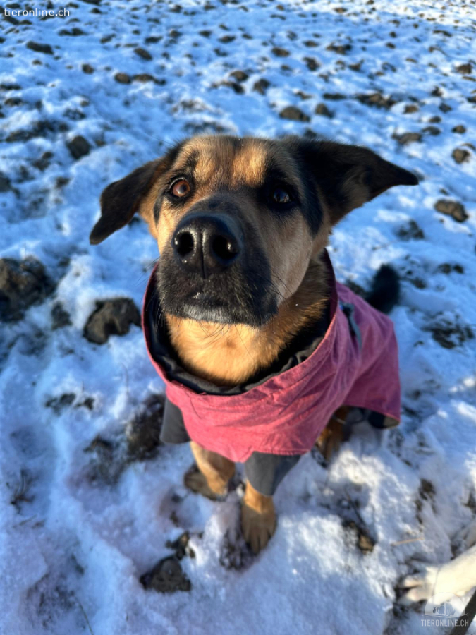 Kiro sucht sein Herzens-Zuhause – lieber Schäferhund-Mix