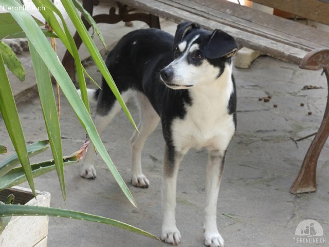 Nikita - Still, übersehen und dabei so besonders...