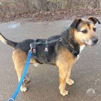 LEON, lebenslustiger Mischlingsopi, ca. 13 Jahre, 48cm, 25kg *Gnadenplatz gesucht*