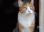 Traumkatze FIONA