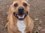Freundlicher BOOP sucht immer noch ein Zuhause! m./kastr., geb. ca. 3/2015, Größe 45 cm