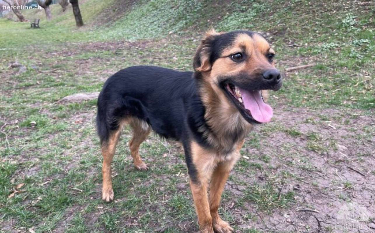 Lebenslustiger und kluger Stitch sucht Familienanschluss