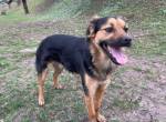 Lebenslustiger und kluger Stitch sucht Familienanschluss