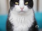 Traumkater CALCETINES (dt. Socke)