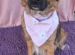 Bekky, Mischling, Hündin, Vermittelt