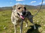 LUPO- Senior mit grossem Herz