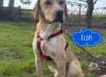 Klops ein Familienhund wartet in Tierheim