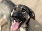 Strolch-2, menschenbezogener und verschmuster Hundemann
