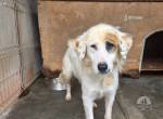 Gina sucht ein Zuhause