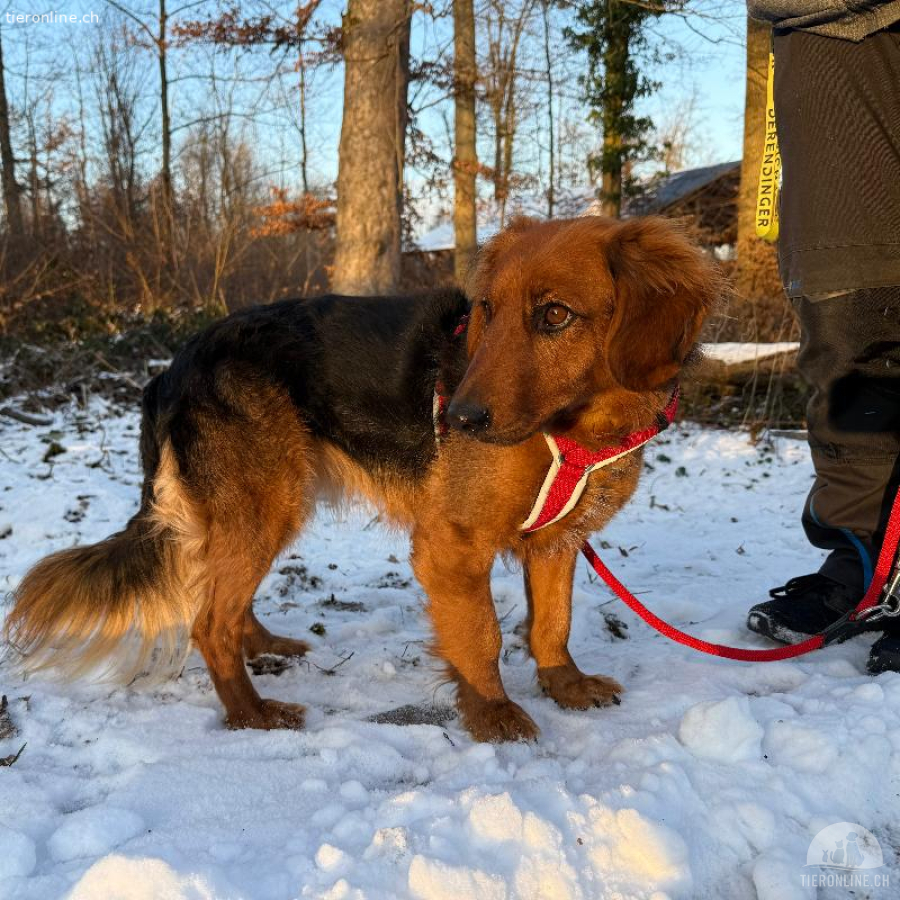 Bora, tolle Hündin sucht hundeerfahrenes Zuhause