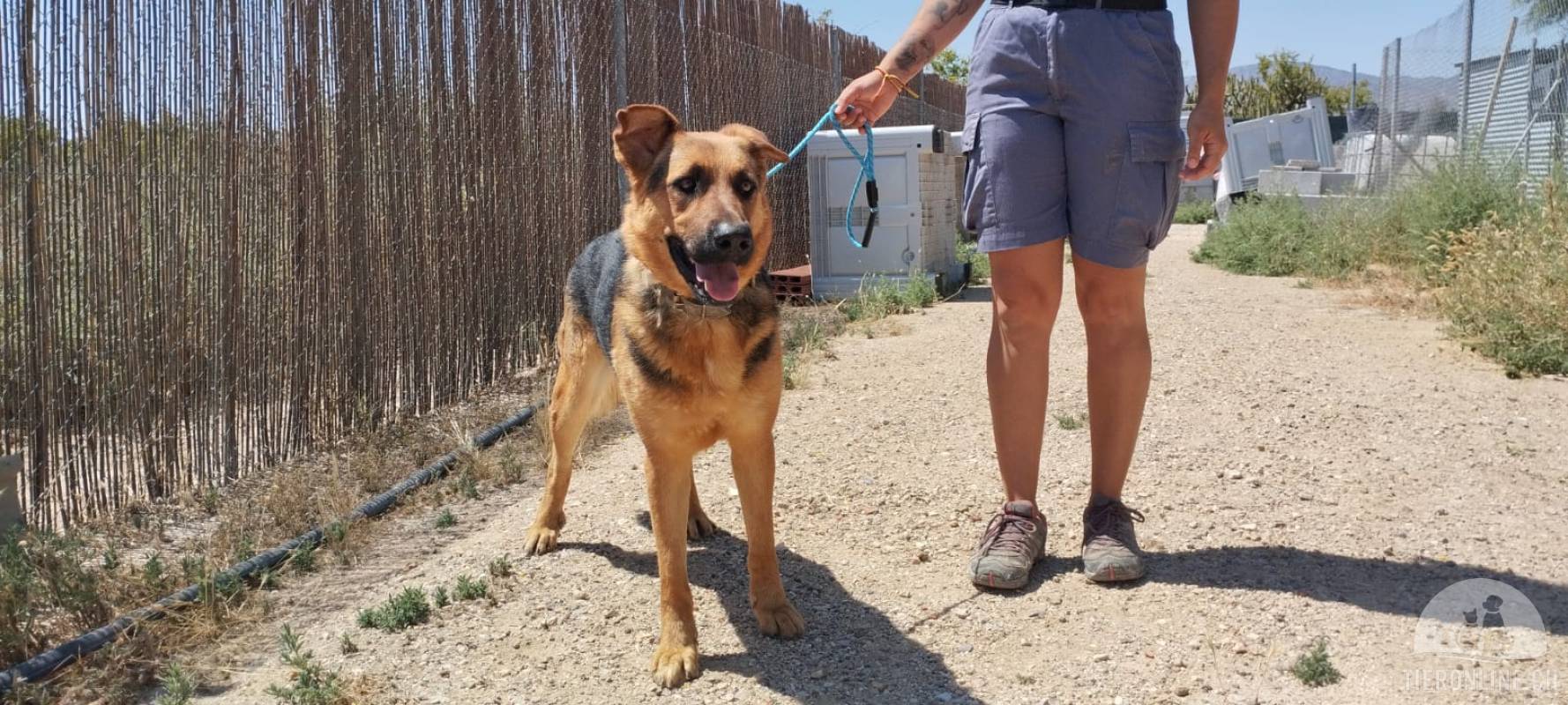 Rex- ein toller Schäfer Mix der sich auf jeden Besuch freut