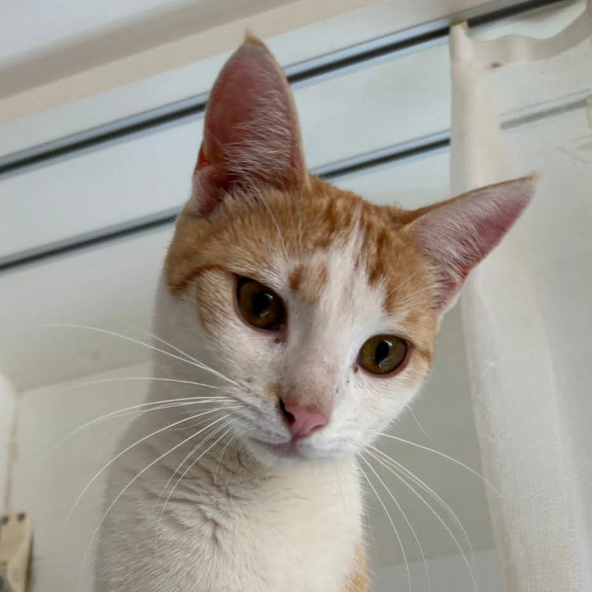 Hübscher Taiki, Europäische Hauskatze – Katze zur Adoption im Kanton Zürich